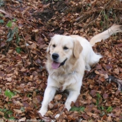 Photo de Golden retriever