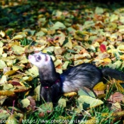 Photo de Furet