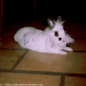 Photo de Lapin