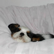 Photo de Cavalier king charles spaniel