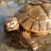 Photo de Tortue