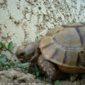 Photo de Tortue