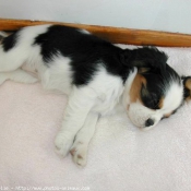 Photo de Cavalier king charles spaniel