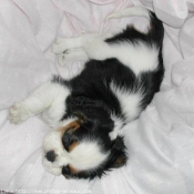 Photo de Cavalier king charles spaniel