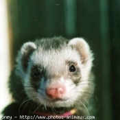 Photo de Furet