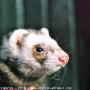 Photo de Furet