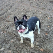 Photo de Bouledogue franais