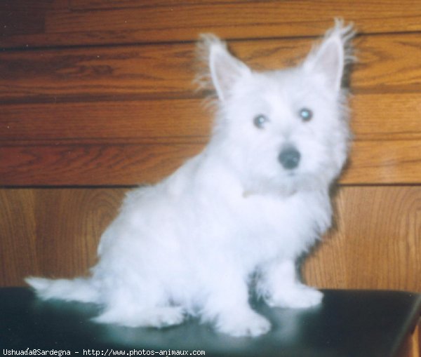 Photo de West highland white terrier