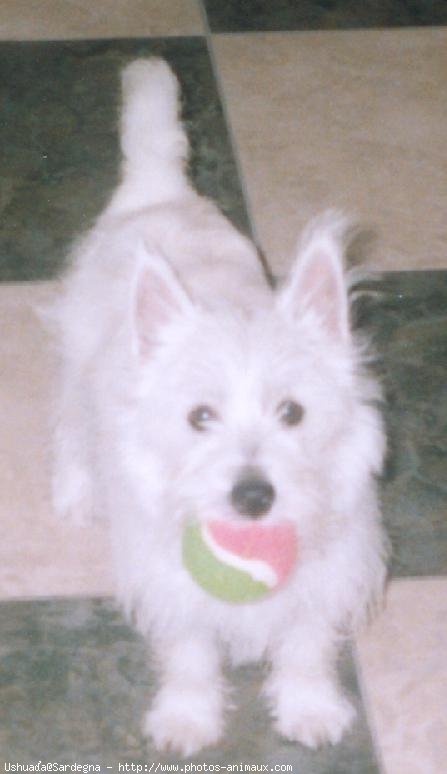 Photo de West highland white terrier