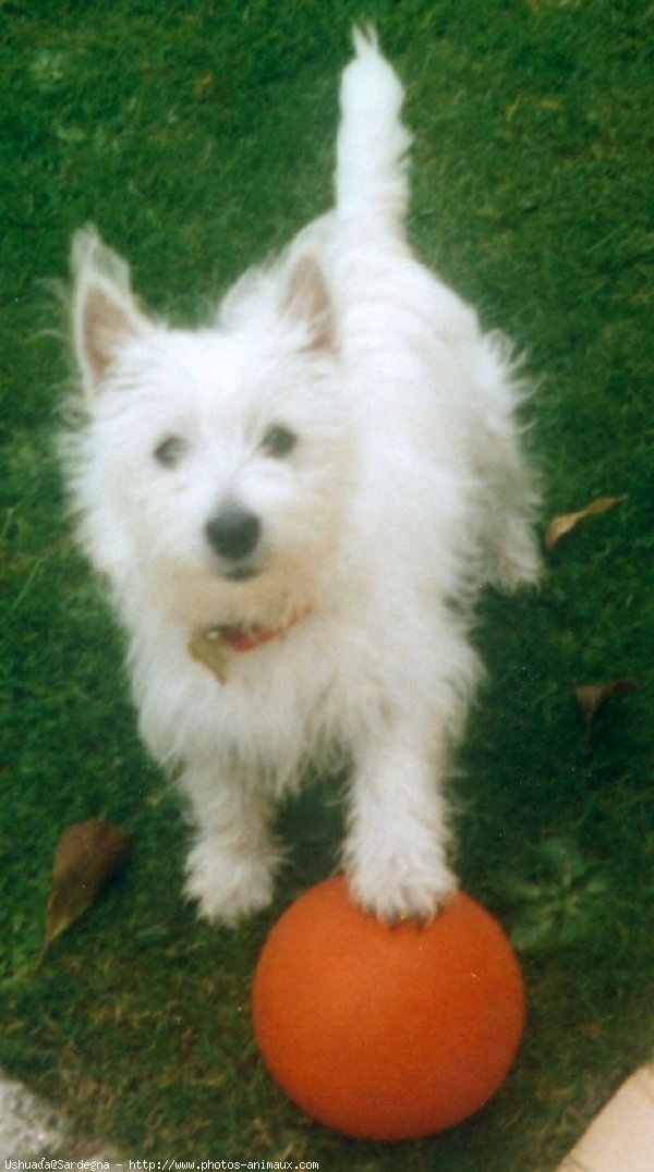 Photo de West highland white terrier