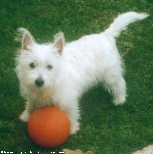 Photo de West highland white terrier