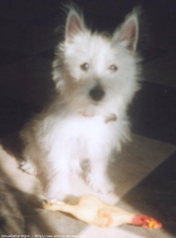 Photo de West highland white terrier