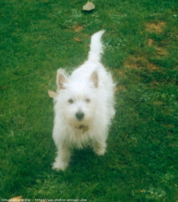 Photo de West highland white terrier