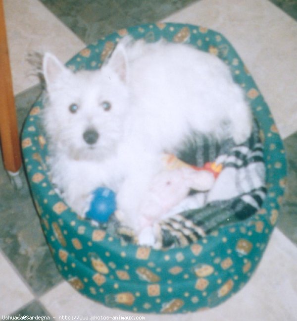 Photo de West highland white terrier