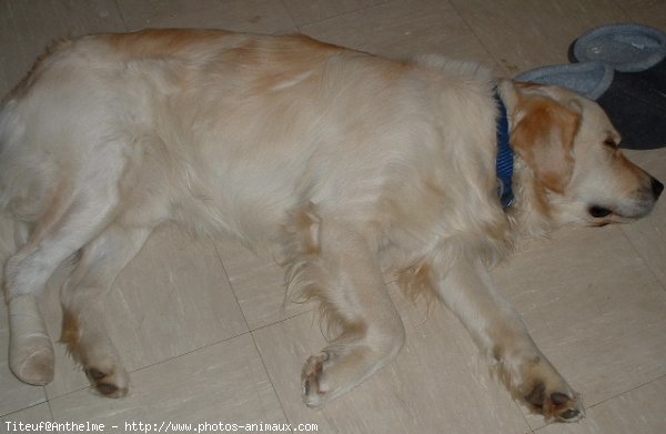 Photo de Golden retriever