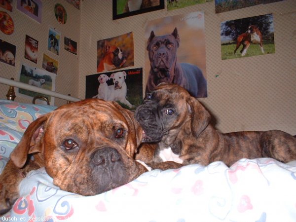 Photo de Boxer