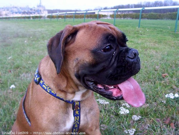 Photo de Boxer