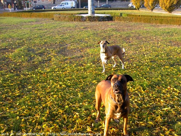 Photo de Croisement