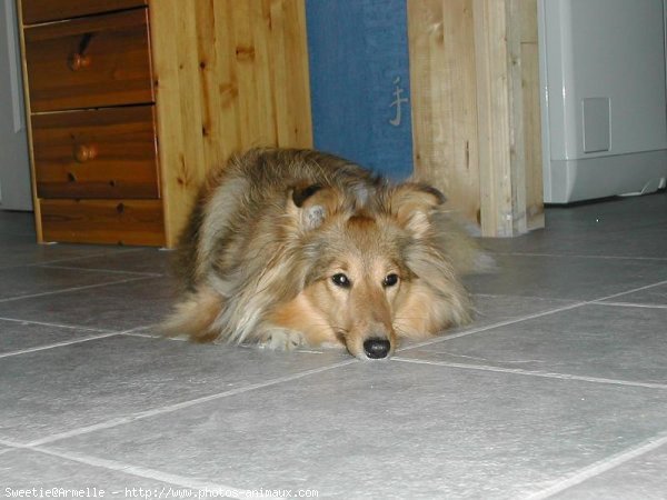 Photo de Chien de berger des shetland