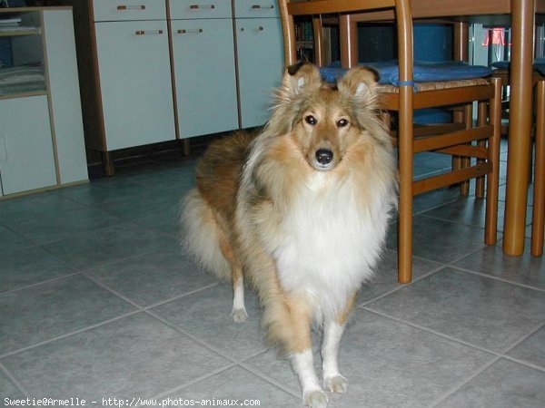 Photo de Chien de berger des shetland