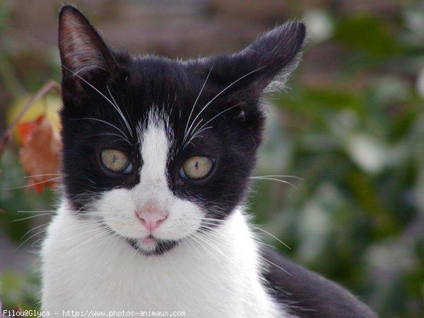 Photo de Chat domestique