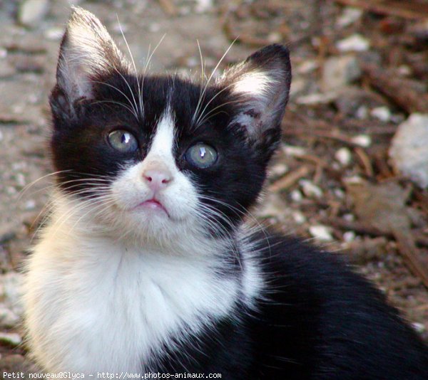 Photo de Chat domestique