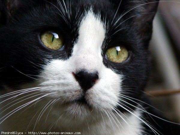 Photo de Chat domestique