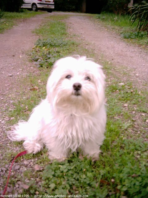 Photo de Bichon maltais