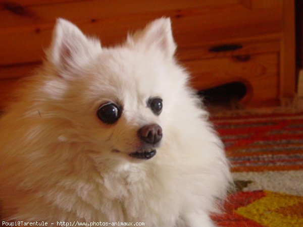 Photo de Spitz moyen