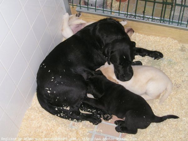 Photo de Labrador retriever