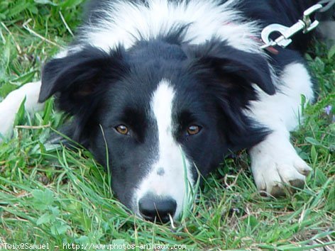 Photo de Border collie