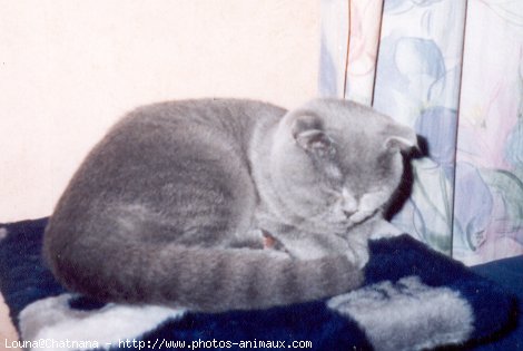 Photo de Scottish fold