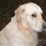 Photo de Golden retriever