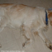 Photo de Golden retriever