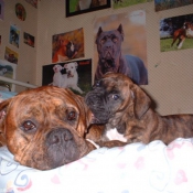 Photo de Boxer