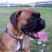 Photo de Boxer