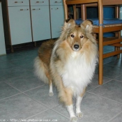 Photo de Chien de berger des shetland