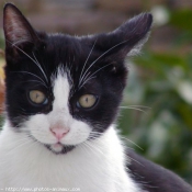 Photo de Chat domestique