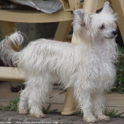 Photo de Chien chinois nu  crte