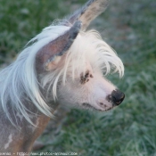 Photo de Chien chinois nu  crte