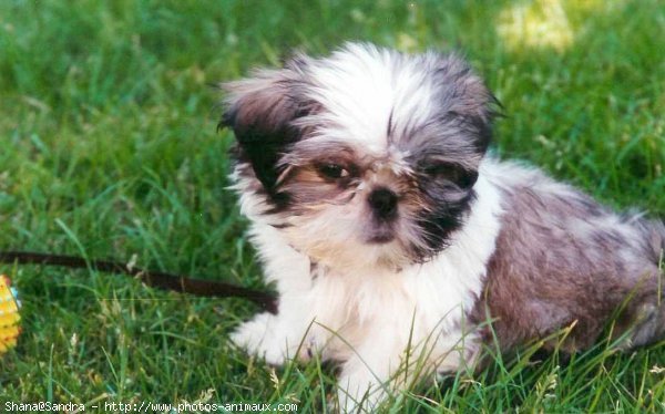 Photo de Shih tzu