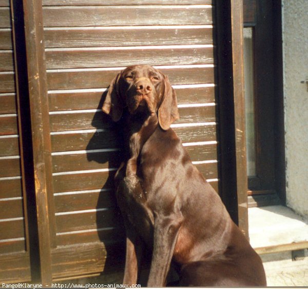 Photo de Braque allemand  poil court