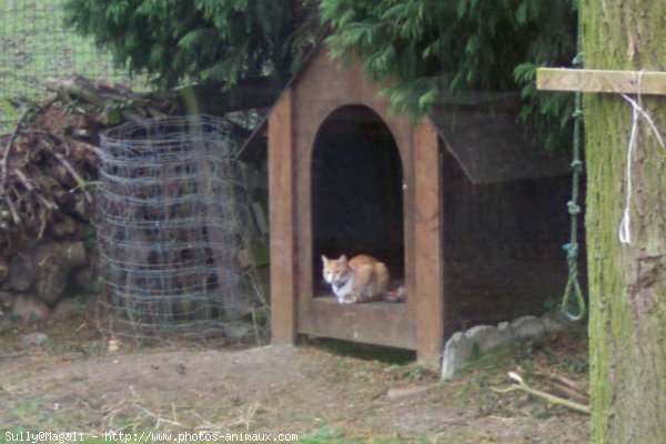 Photo de Chat domestique