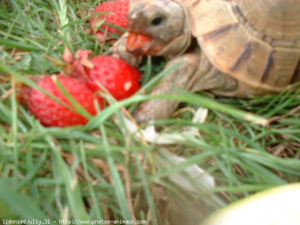 Photo de Tortue