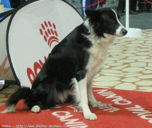 Photo de Border collie