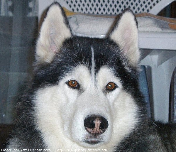 Photo de Husky siberien