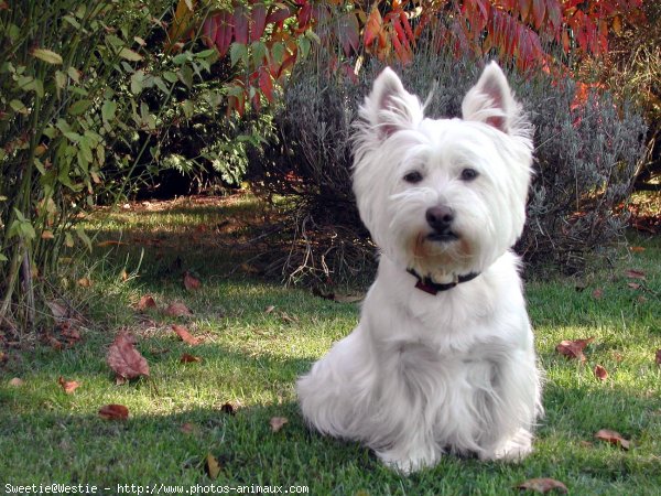 Photo de West highland white terrier