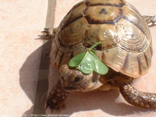 Photo de Tortue