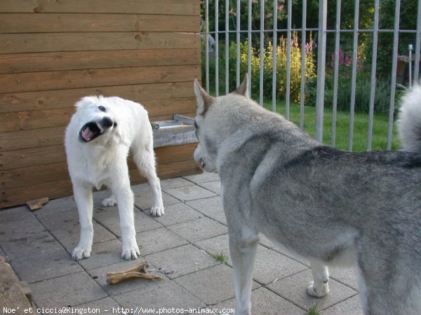 Photo de Berger blanc suisse