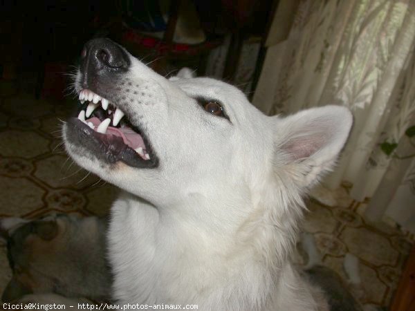 Photo de Berger blanc suisse